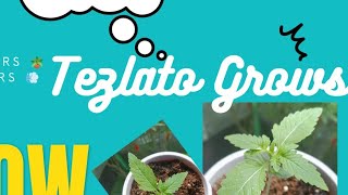 Watering Plants for Beginners #indoorplants #plantcare #garden #cannabiseducation