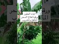 آيات البطون نافعه للابطال السحر المطعوم