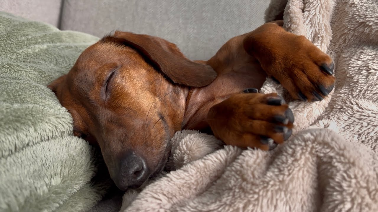 Mini dachshund is the cutest blanket burrito!