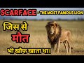      scarface       scarface lion documentary in hindi