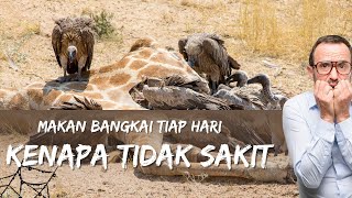 mengenal burung nasar, sang pemakan bangkai. apa manfaat burung dalam lingkungan lingkungan