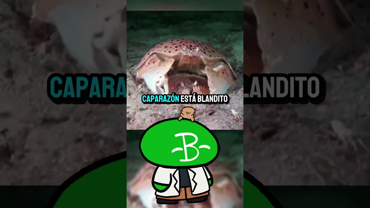 🦀❤️🦀 La Reproducción de los Cangrejos