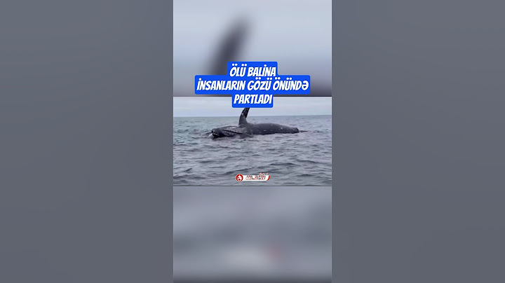Ölü Balina insanların gözü önündə partladı💣#nature #whale #balina