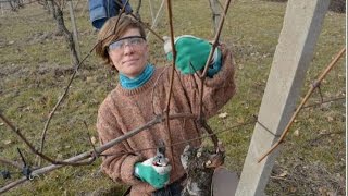 Potatura Invernale Nei Vigneti Colli Di Parma