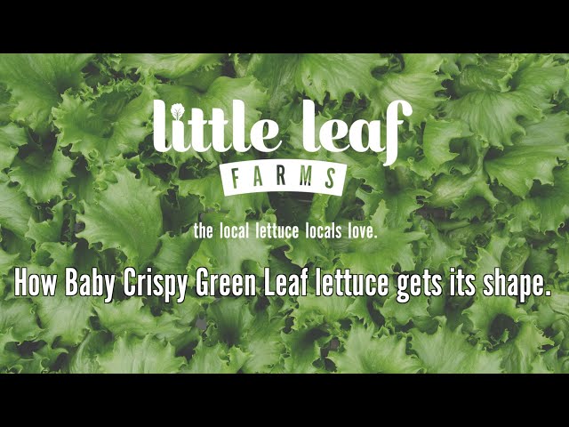 Little Leaf Farms Baby Crispy Green Leaf