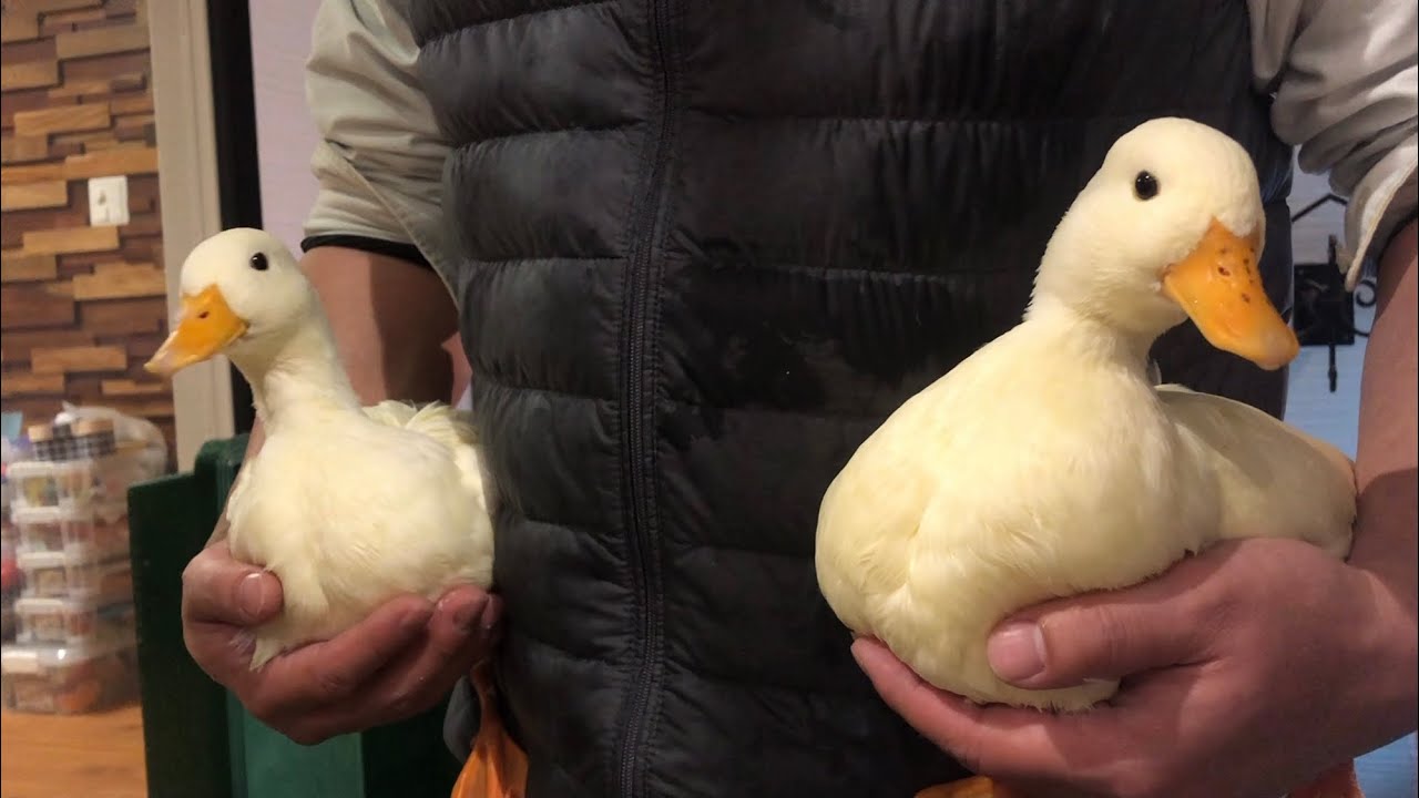 見分けがつかないコールダック。