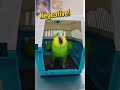 funny 😂 talking Parrot 🦜 #talkingparrot #funny #sora #ai #fyp 