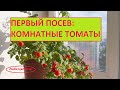 Первый посев: комнатные томаты