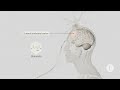 What happens to your brain when you burn out?