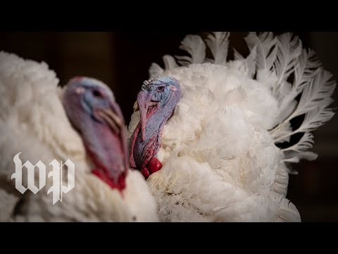 WATCH: Biden pardons turkeys at White House ceremony ahead of Thanksgiving