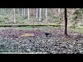 Predatory Bird Hunting Frogs in a Forest Puddle | Unexpected Wildlife Moment