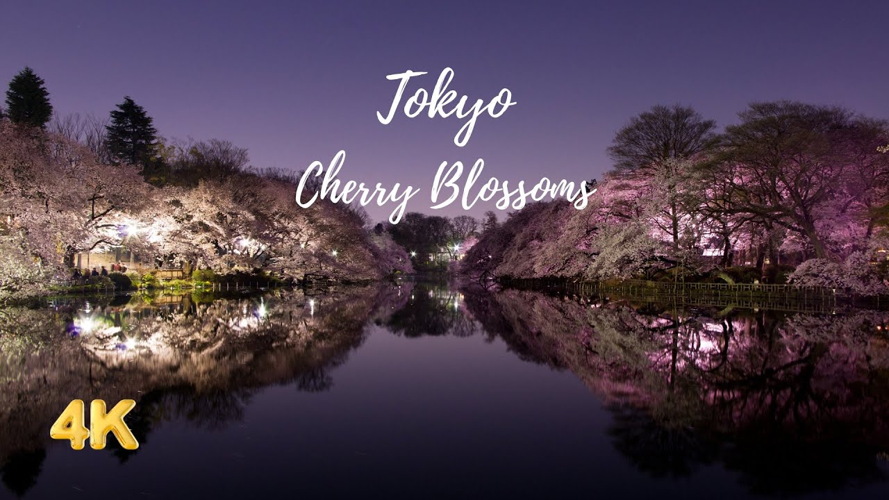 Tokyo Cherry Blossoms (Sakura) - Time-Lapse: A Visual Journey - 4K