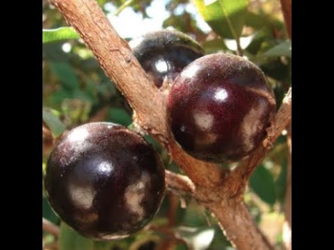 Red Jaboticaba is Rocking in the Ground