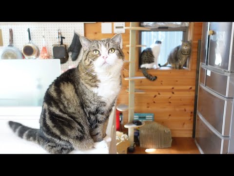 うどん作りに強い信念を持つねこ。-Maru has a strong conviction in making udon.-