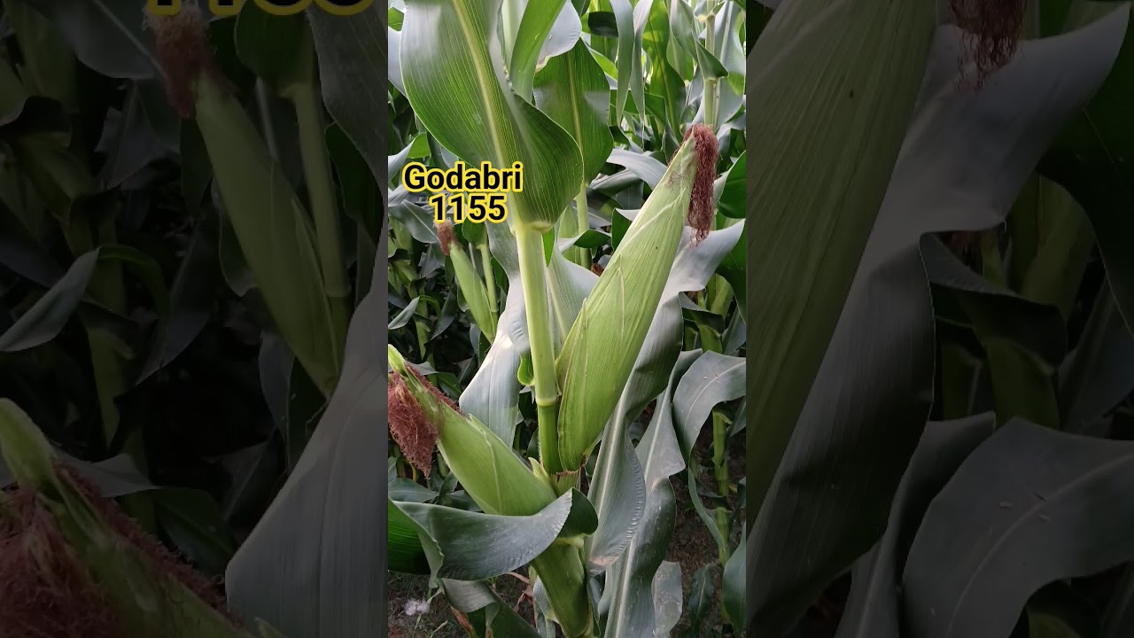 godabri 1155 makka ,seeds, hybrid 🌽 🌽 🌽  maize 
