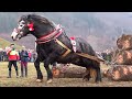 40 Momentos con Caballos Increíbles Que Vale la Pena Ver