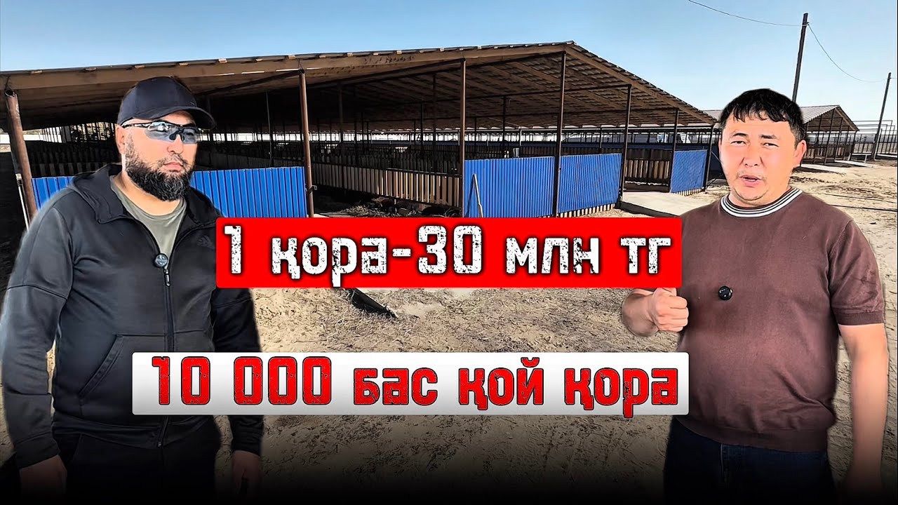 10 мың бас қойдын бордақы қорасын қалай арзанға салуға болады 🤔
