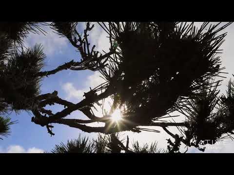 763 Sunset Cliffs Blvd, San Diego, CA home video tour