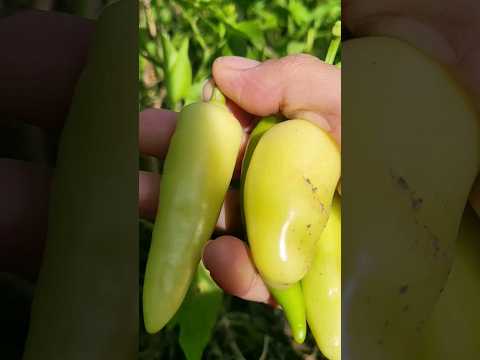 harvesting spicy chili