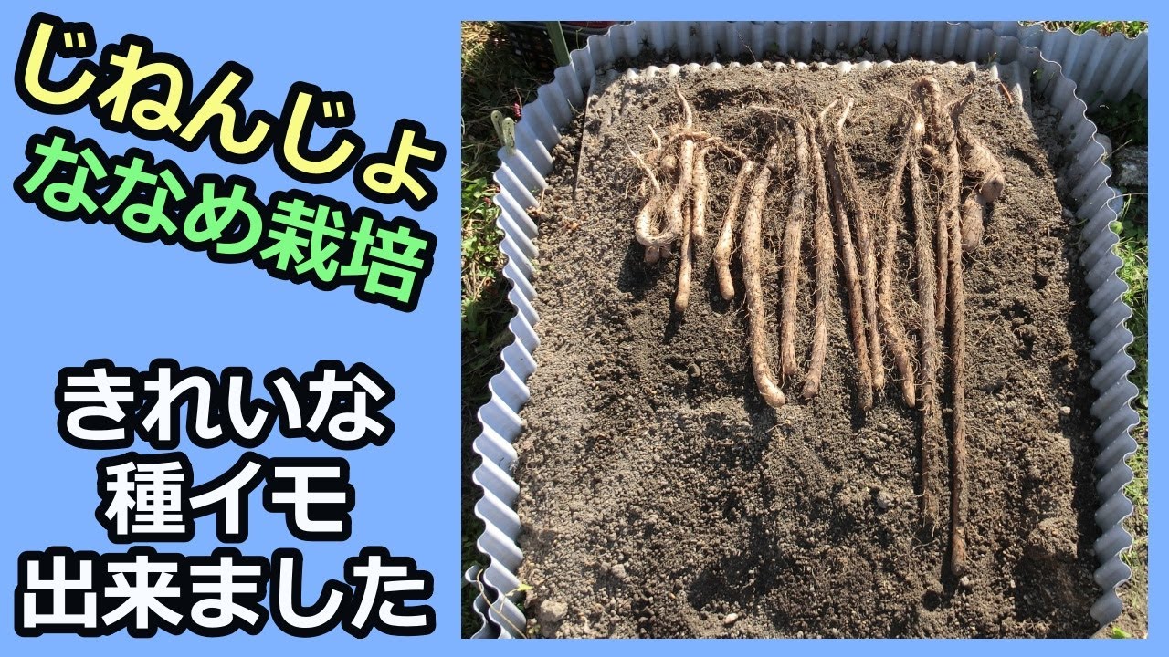 【楽々】波板自然薯ななめ栽培㉓ きれいな種イモ出来ました 2022秋