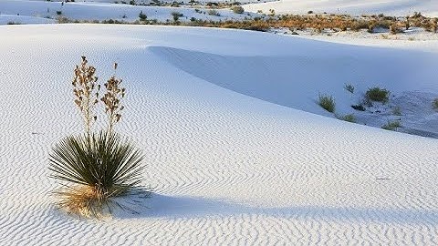 Đồi Cát Bàu Trắng Phan Thiết Bình Thuận