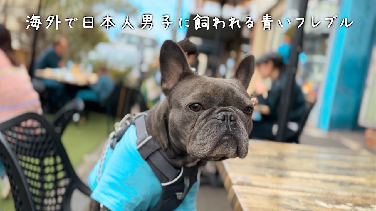 海外で日本人と暮らすブルーフレンチブルドッグのとある1日