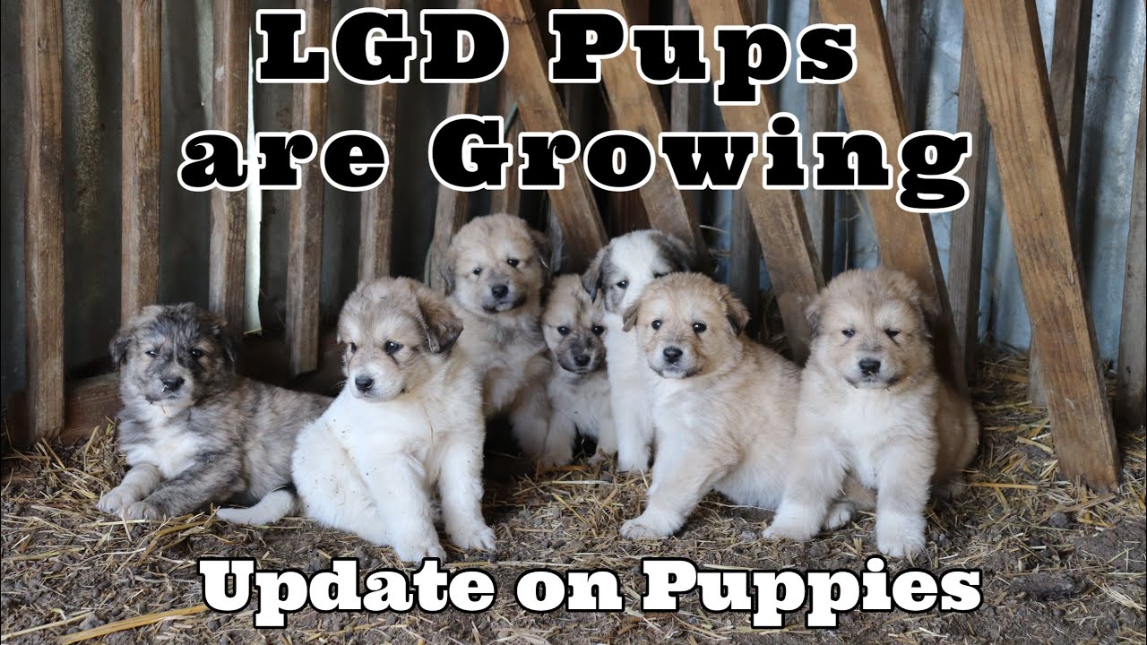 Livestock Guard Dog pups are growing | LGD Pups | Kiko Goats