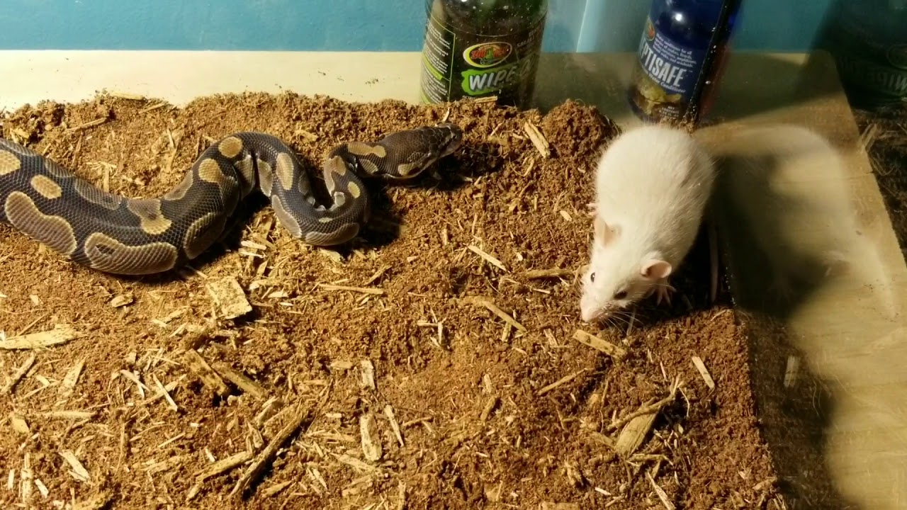 (WARNING Live feeding) Thomas Eating A Rat - YouTube