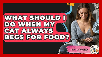 What Should I Do When My Cat Always Begs For Food? - Happy Cat Handbook