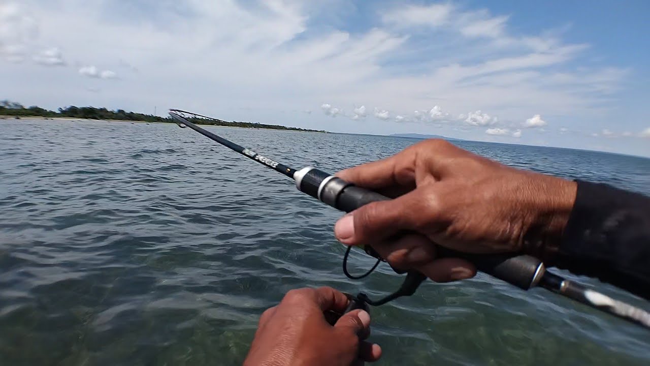 Perbandingan spoon vs minnow‼️Casting pagi dikarang dangkal