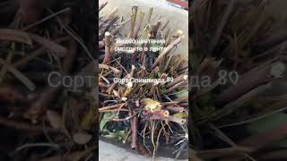 Питомник растений Розовый Дом Астана, Жанаконыс 20 #сорт #сад #садоводничество #plants