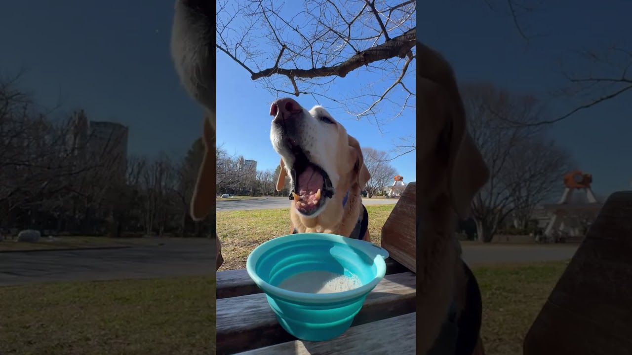 2026.1.14お蔭様で16歳と11ヶ月と21日お誕生日まで、10日🔸だらだらロング散歩🔸めっちゃロングバージョン