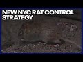 New NYC rat control strategy: Birth control, not poison