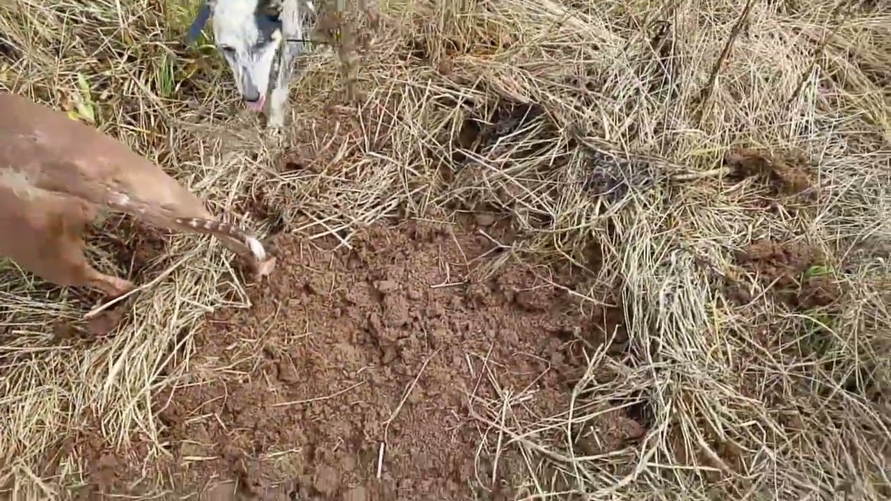 Caçada de javali rastro friou ou cachorros igripados??