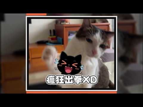 貓咪討雞塊討不到 下一秒直接狂出拳