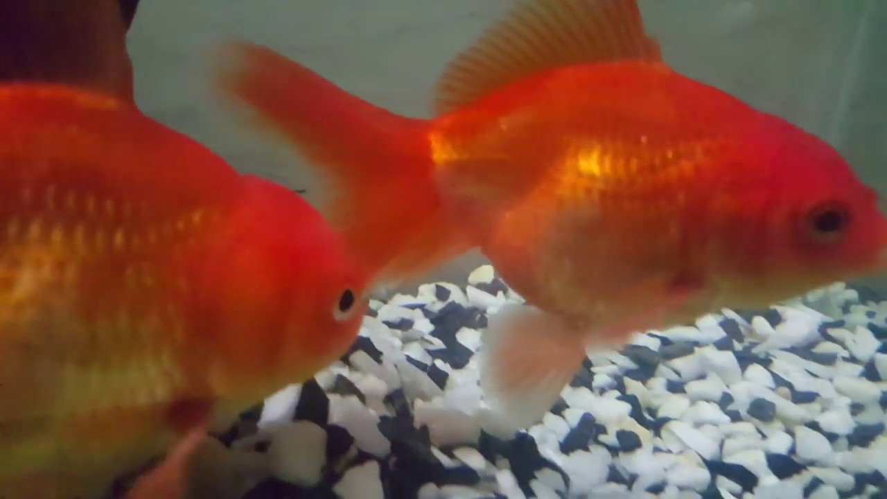 How to sex a goldfish How to sex a goldfish