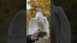 Amazing eagle attack caught on camera 🦅💯 #shorts #eagleattacks #hawwanimals