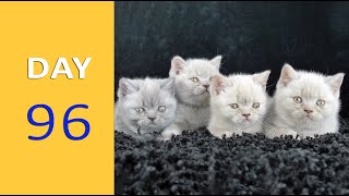 DAY 96 - Baby Kittens after Birth | Emotional by Funny Cats Footage 197 views 1 year ago 1 minute, 22 seconds