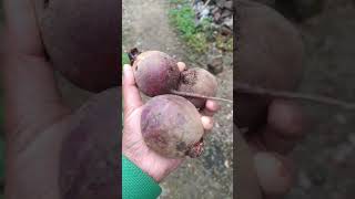 vegetable harvesting from kitchen garden #shorts #viral #garden #gardening