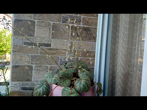 Video: Çilek Begonya Bitkileri - Çilek Begonya Ev Bitkisi Nasıl Yetiştirilir