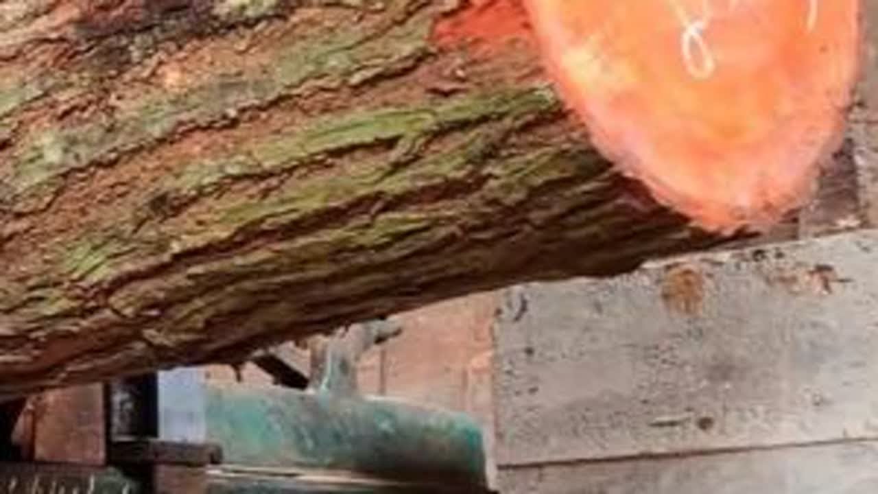 在锯木厂将红杉原木切割成木板的过程