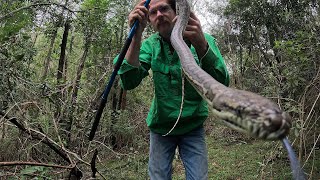 Python removed from family's garden.