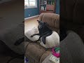 Our dog is so spoiled, but he is definitely a happy dog 💕