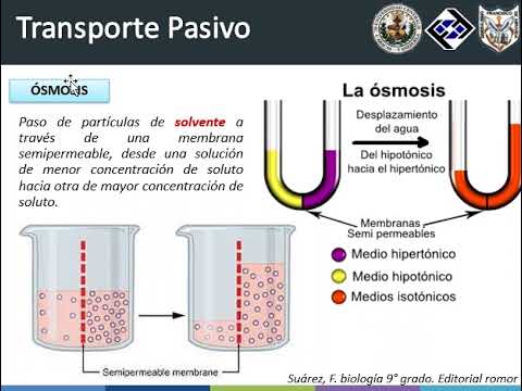 Video: ¿Es la membrana plasmática permeable al ion cloro?