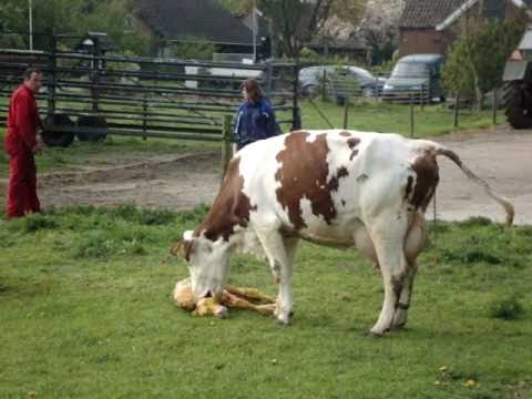 Bevalling koe in de wei zonder hulp