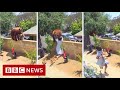 US girl fights off bear to protect dogs - BBC News