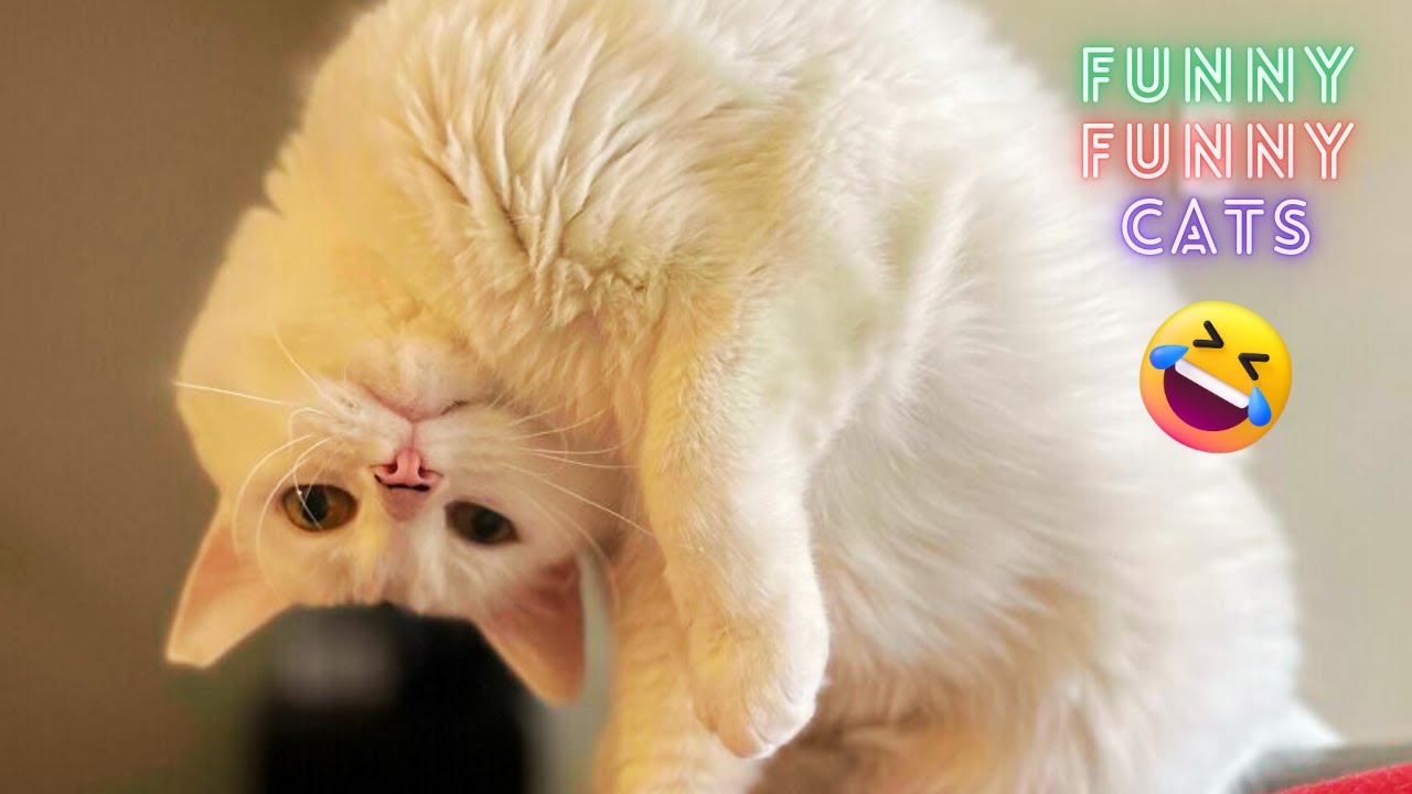 Hilarious Cat Moments That Will Have You Rolling | Viral Fails Compilation
