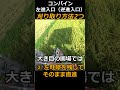 【稲刈り】左進入口(逆進入口)からのコンバイン刈り取り方法「S字刈り」と「左畦際を残し直進」の2つの方法#shorts