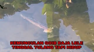 Lagi asik asik mancing muncul goib raja lele
