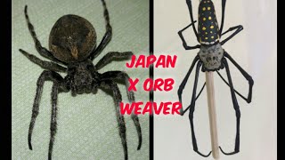 Japan and Australian Golden Orb Weaver spider  Go all out